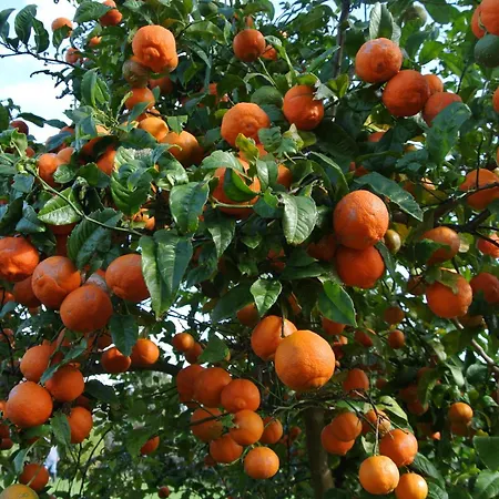 Lobo Do Mar 아파트