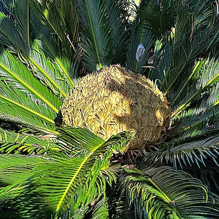 아파트 Lobo Do Mar *