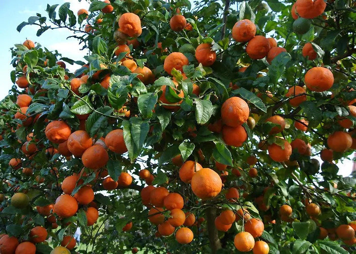 Lobo Do Mar Apartment