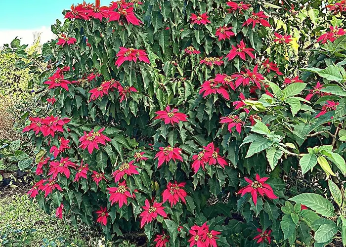 Lobo Do Mar Apartment Ponta Garca